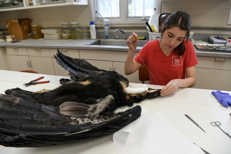 Schorr sewing up the large incision on the underside of the bird