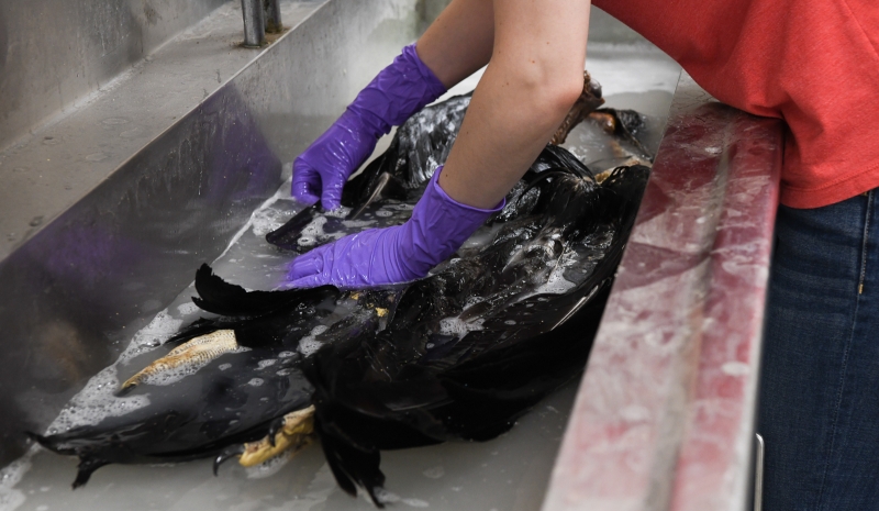 Carefully handwashing a bird's skin in the large sink