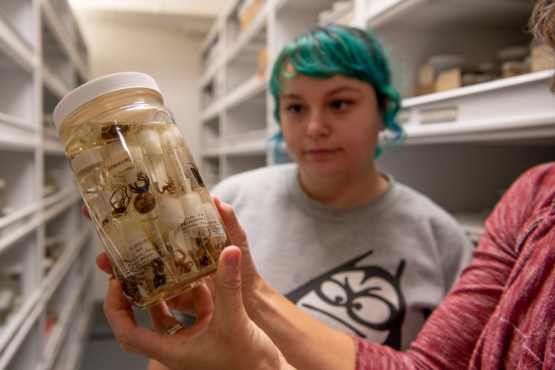 Vials containing specimens from the family Araneidae (orb-weavers) grouped together in a jar