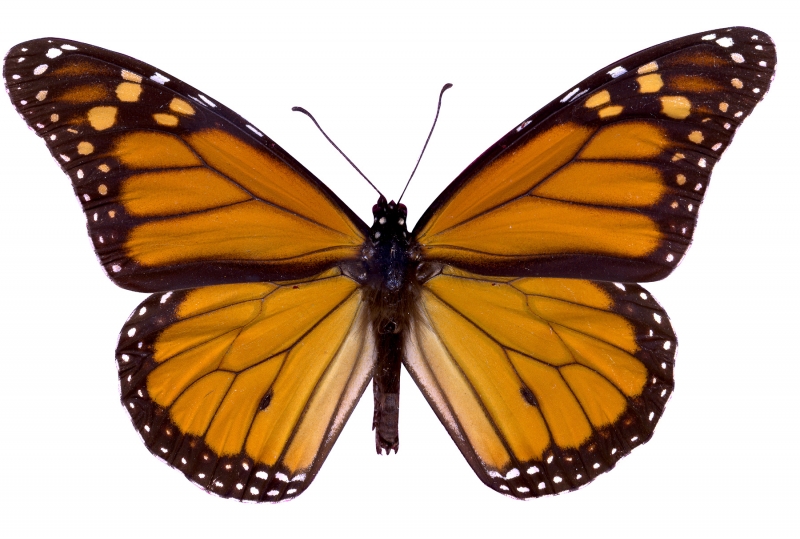 orange and black Monarch butterfly