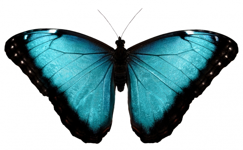 Brilliant blue Morpho butterfly