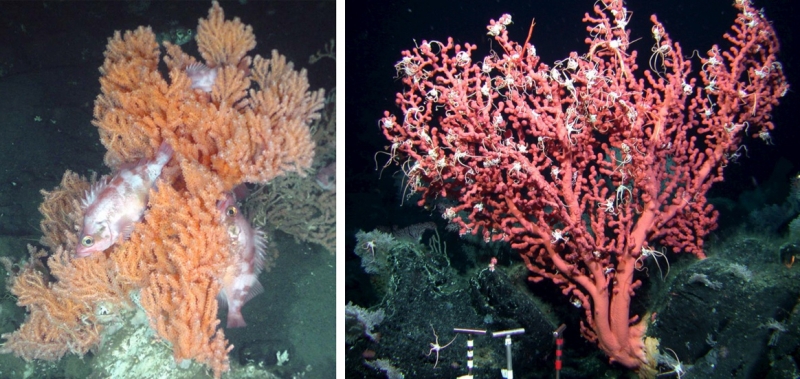 Deep sea gorgonians with fish hiding among them, another picture of deep-sea gorgonians covered with sea stars