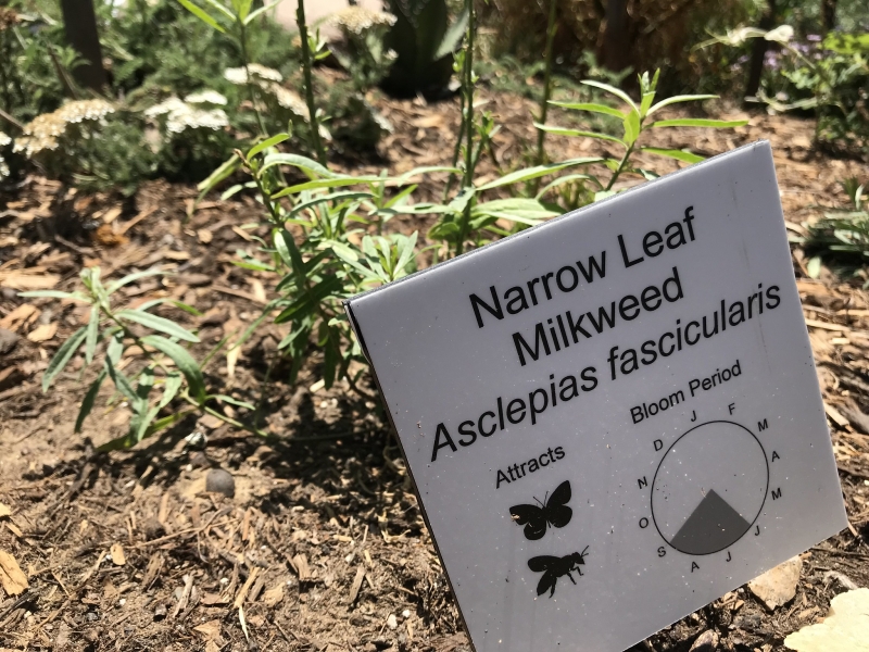 Narrow leaf milkweed, a skinny green plant with skinny green leaves