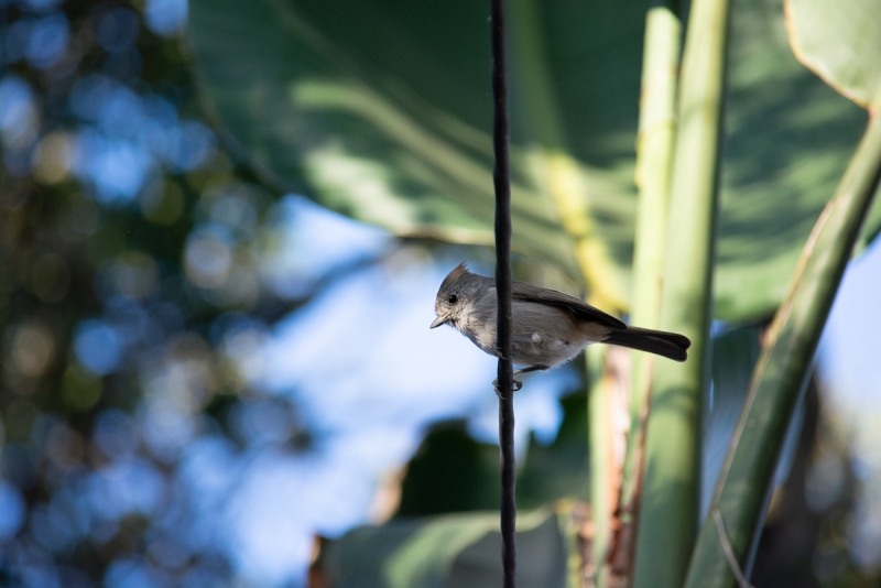 A small gray bird with a peaked head perched above on a wire