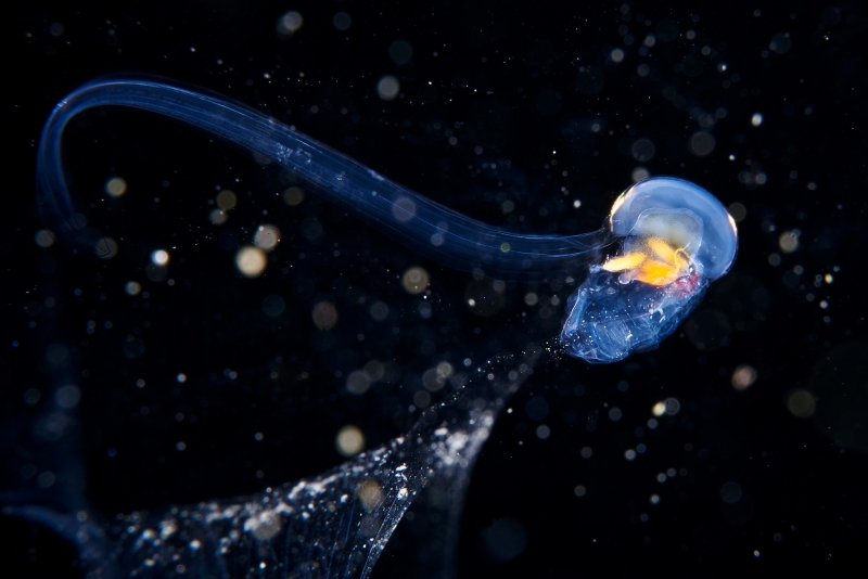A tiny, partly transparent blue-and-yellow organism floating in the dark ocean. A net of mucous filled with food particles dangles from its tadpole-like body