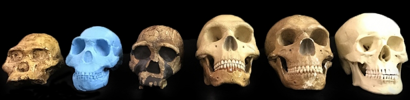 Early human ancestor