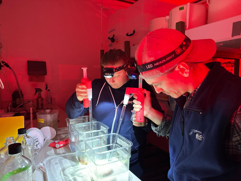 Researchers with pipettes in an abalone culture lab 