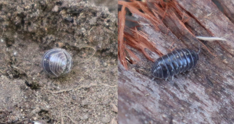 Name: Roly Poly or Common Pill Bug, Armadillidium vulgare