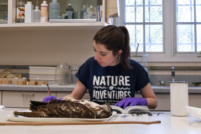 Julia Schorr writing lab notes next to the body of a young Red-tailed Hawk