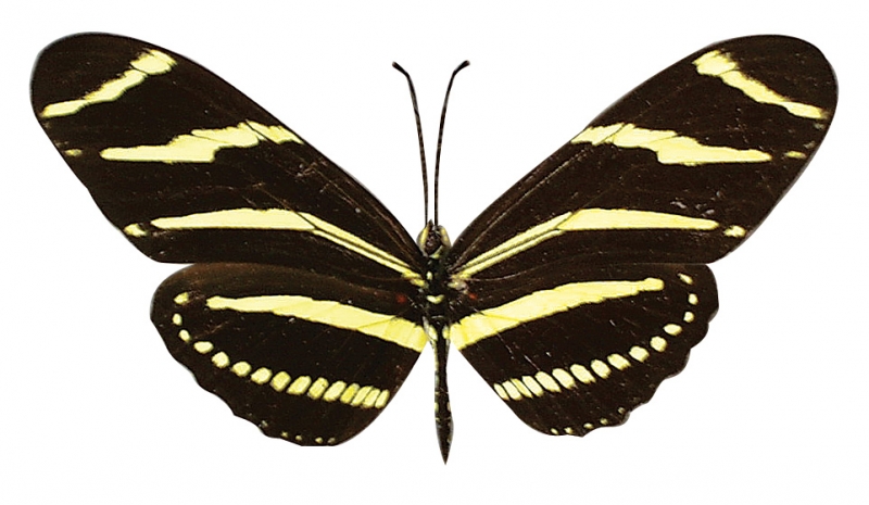 Zebra Lonfwing Butterfly