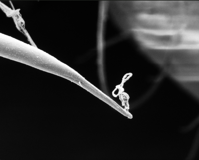 A black and white image showing the microscopic tip of an amphipod's leg, with a squiggle of silk extruded from it
