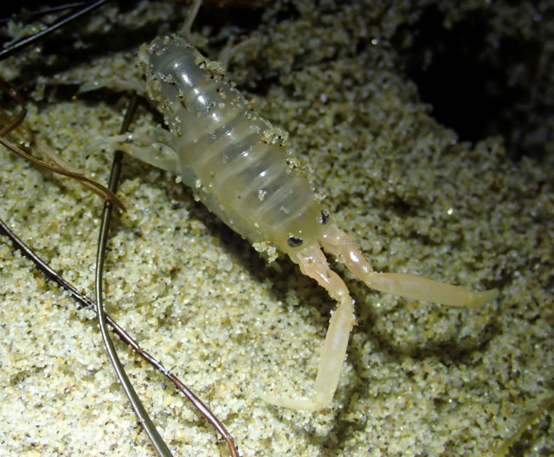 A small insect-like critter with a transparent body and grains of sand stuck to it