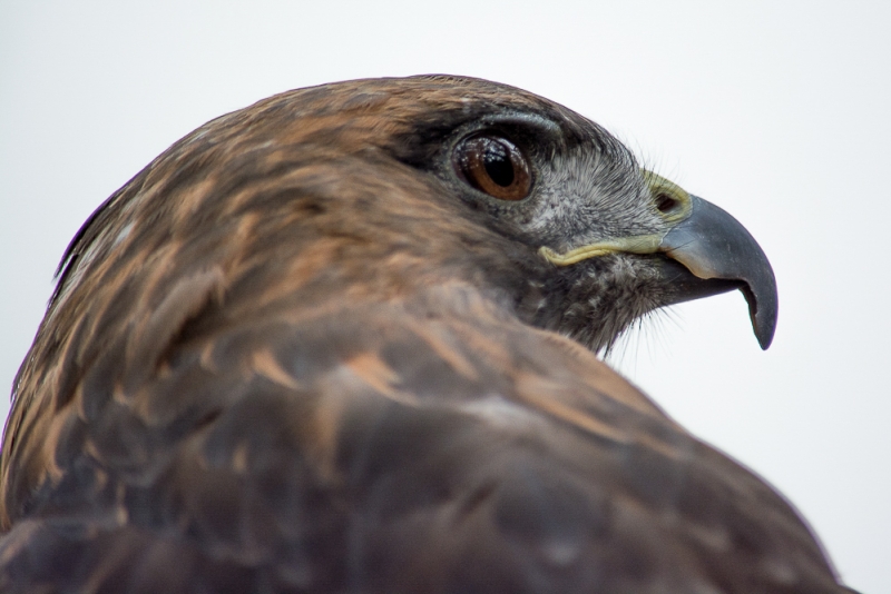 Ivan the Red-tailed hawk