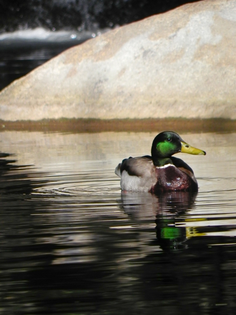 A male Mallard duck with flashy bright green head floats in a still pond, backed by a large sandstone boulder