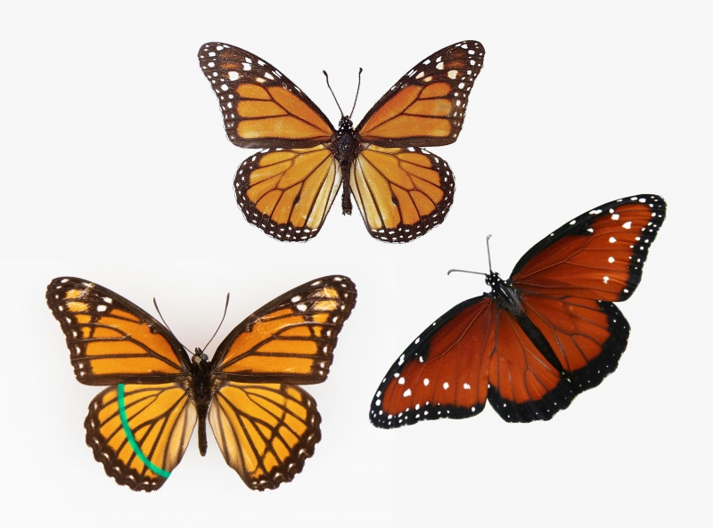 Contrasting views of three similar butterfly species
