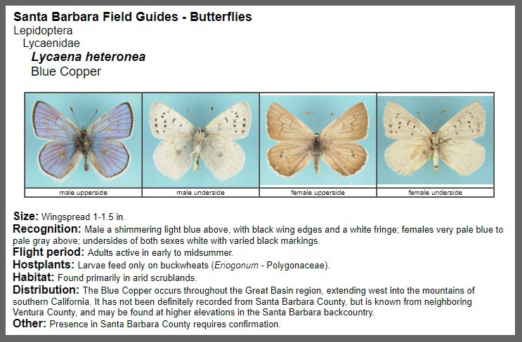 Lv Butterfly Clear Case  Natural Resource Department