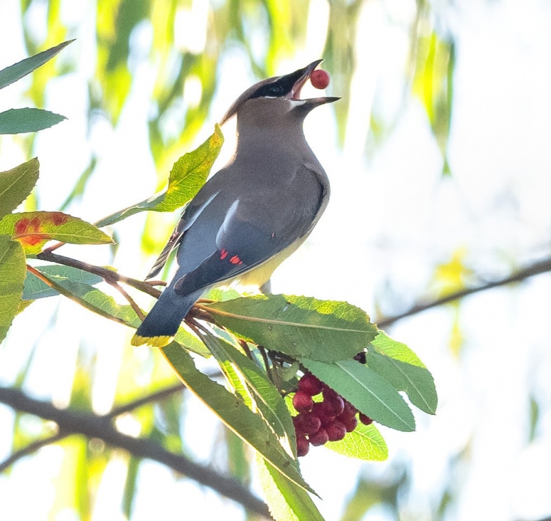 A handsome gray bird with black mask and yellow-tipped tail eats a bright red Toyon berry