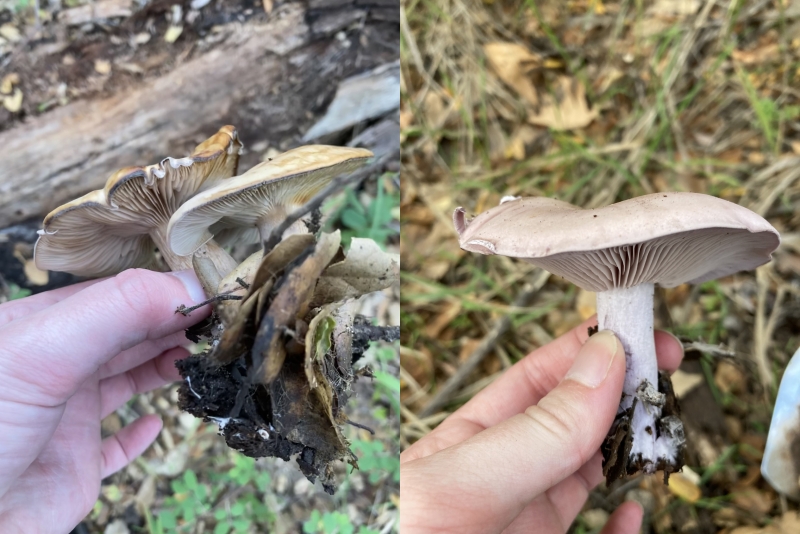 Two side-by-side images of mushrooms being held over a forest floor. On the left, a hand holds two attached pale yellow gilled mushrooms with leaves, dirt, and mycelium clinging to the bottom of their stalks. On the right, a hand holds a pale purple gilled mushroom. 