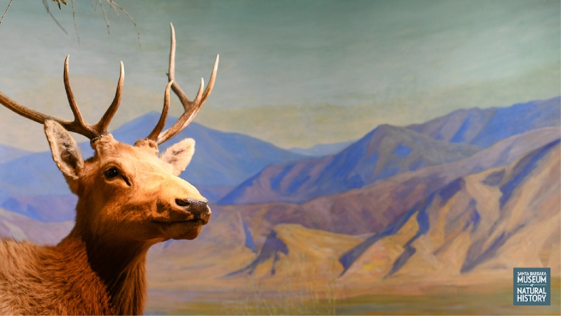 tule-elk