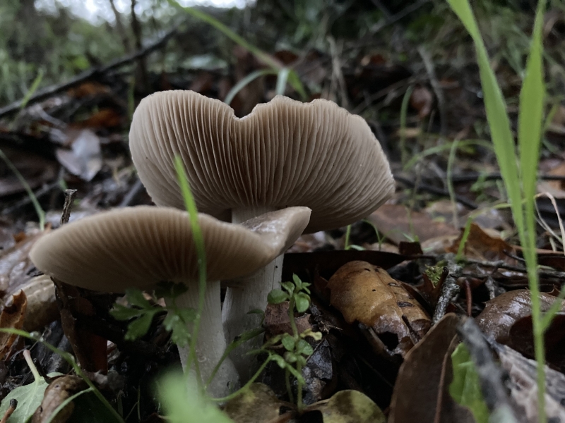 A low-angle photo of two brownish-gray gilled mushrooms with white stalks fruiting out of wet leaf litter, surrounded by out-of-focus blades of grass. 