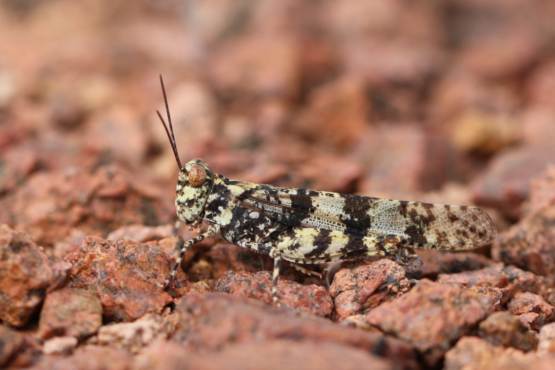 A yellow-and-black mottled grasshopper with two large black antennae on a surface of red gravel