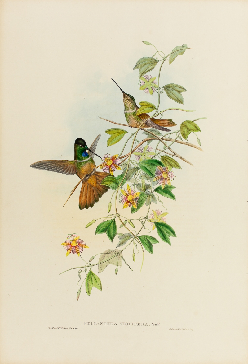A delicate antique print depicting a pair of hummingbirds in dramatic poses. The colors are soft and the scene is romantic.
