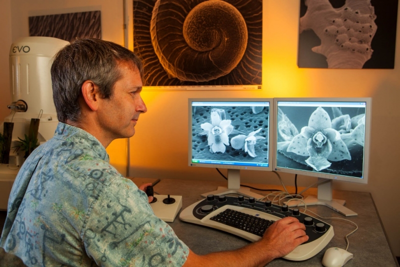Curator of Malacology Daniel Geiger uses the SEM in his research on micro orchids (pictured) and invertebrates, and trains new users of the apparatus.