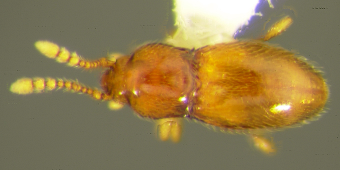 Cephennium aridum Hopp & Caterino (Staphylinidae: Scydmaeninae), holotype