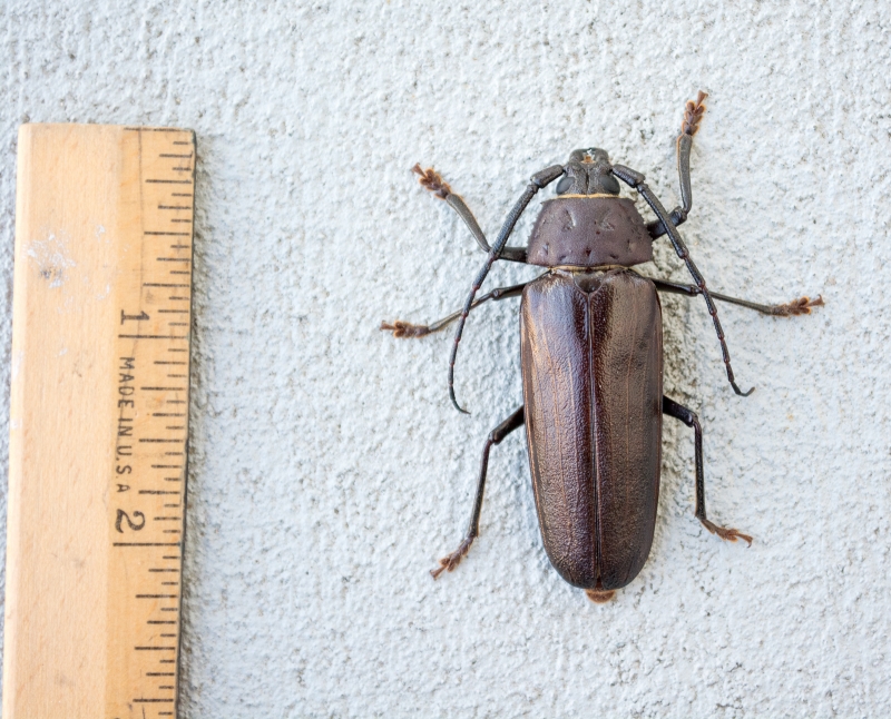 Trichocnemis spiculatus (LeConte) (Cerambycidae: Prioninae)
