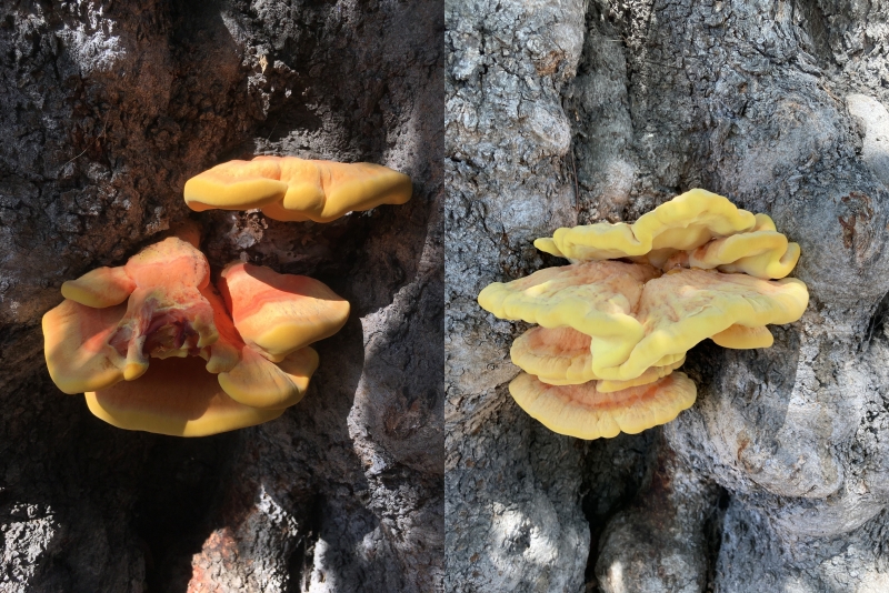 Two side-by-side photos of yellow and orange wavy shelf mushrooms fruiting from a tree trunk. The left image has darker lighting and smaller mushrooms than the right.  