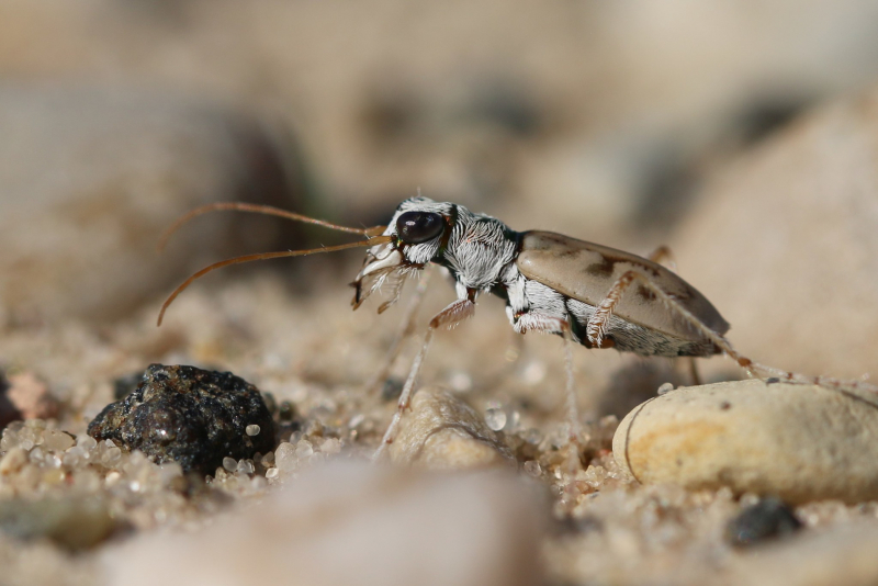 A beautiful tiger beetle with tiny white hairs on a sandy background