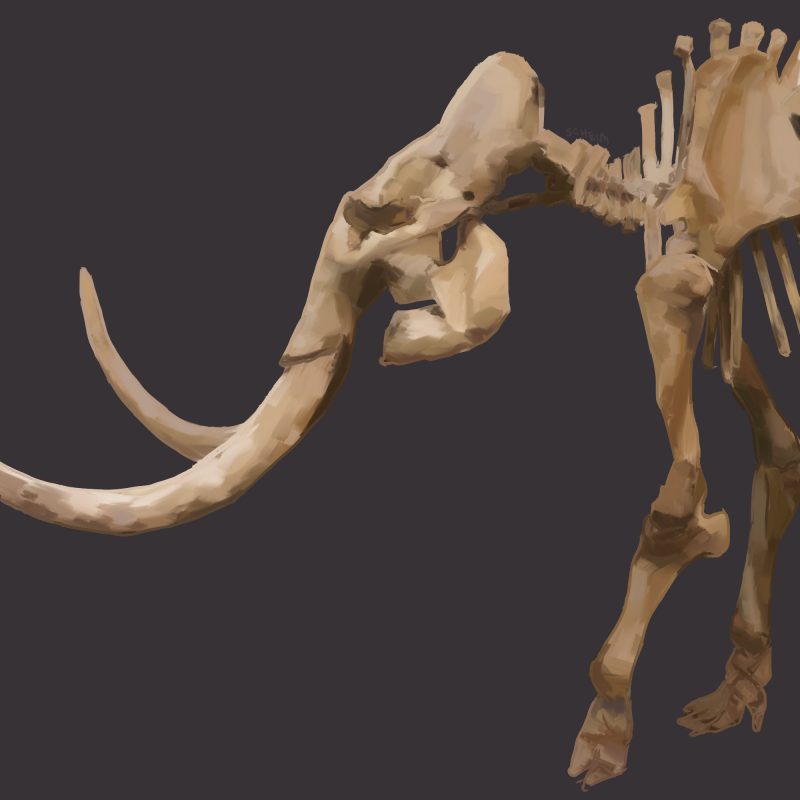 A digital illustration of a side view of the front half of a pygmy mammoth skeleton, done in a semi-realistic style. The skeleton is colored in brown tones. The background is dark gray. 