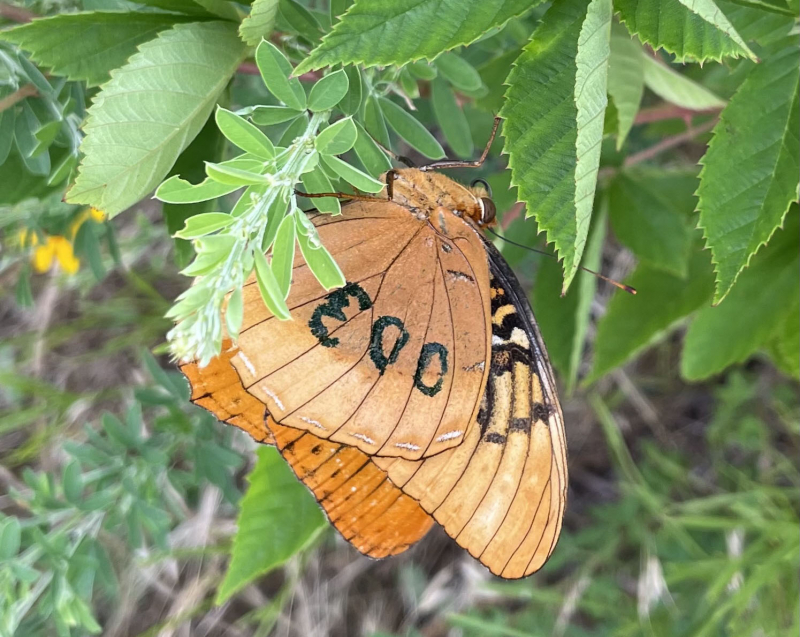 An orange butterfly hangs upside-down from a plant. The number 003 is written on its wing.