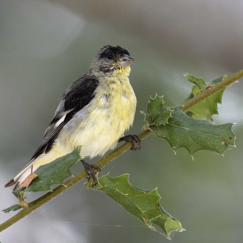 A tiny finch with a sturdy beak, black wings, black cap, yellow breast, perched on a Coast Live Oak branch with prickly leaves