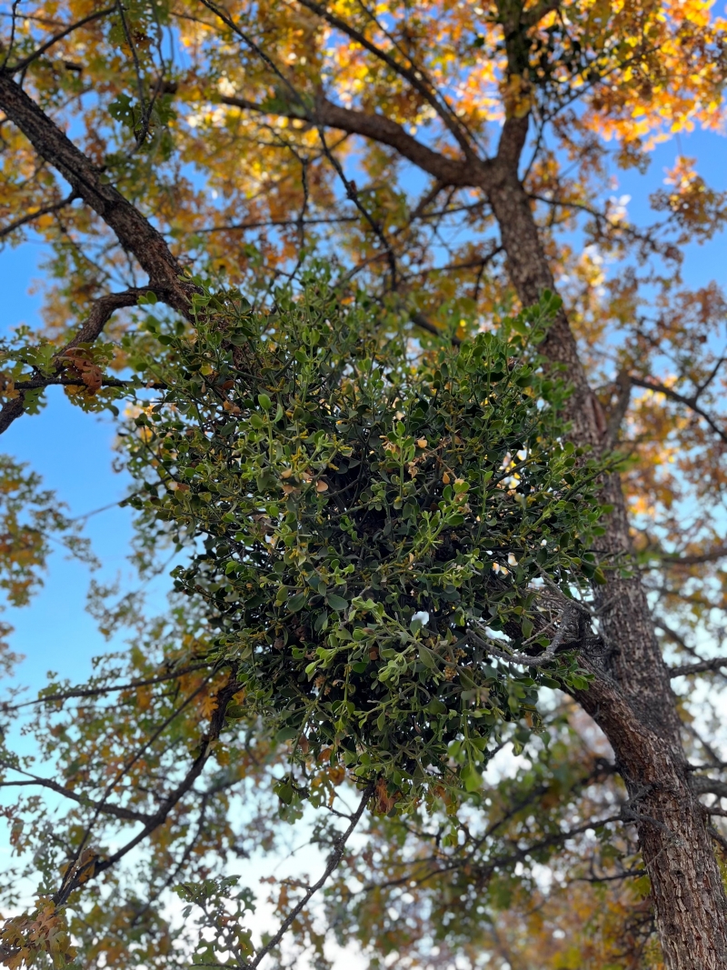 Looking up at a tree limb, from which radiates a green bunch of mistletoe