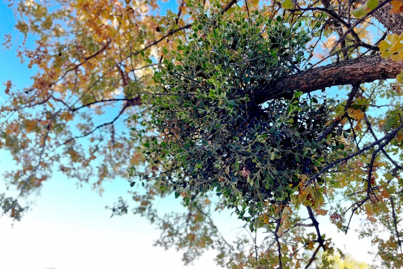Looking up into a treetop, with a rounded, green bunch of mistletoe