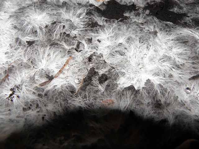 A photo of a large amount of mycelium on a black substrate. The mycelium is white and spider web-like,  and made up of many smaller branching fibers that radiate outwards in several sections. 