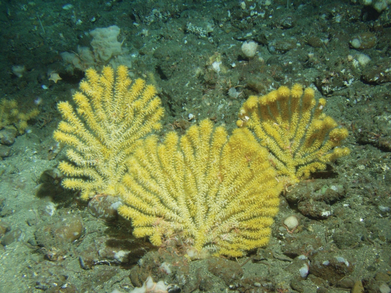 Three fuzzy-looking sea fans branch out perpendicular to the sea floor, illuminated by a submersible's lights