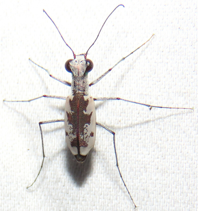 Crisp photo of a tiger beetle on a white fabric surface with striking shadow