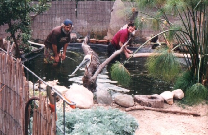 Brown Pelican in Drozdowski's backyard 1991