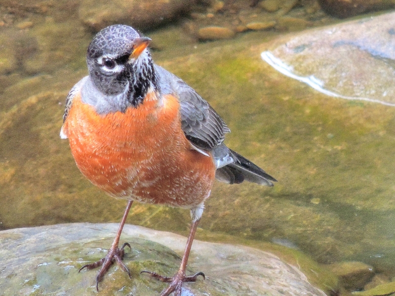A medium-sized, dark gray bird with a bright red breast and pink legs, looking up at the camera from a stone in a creek