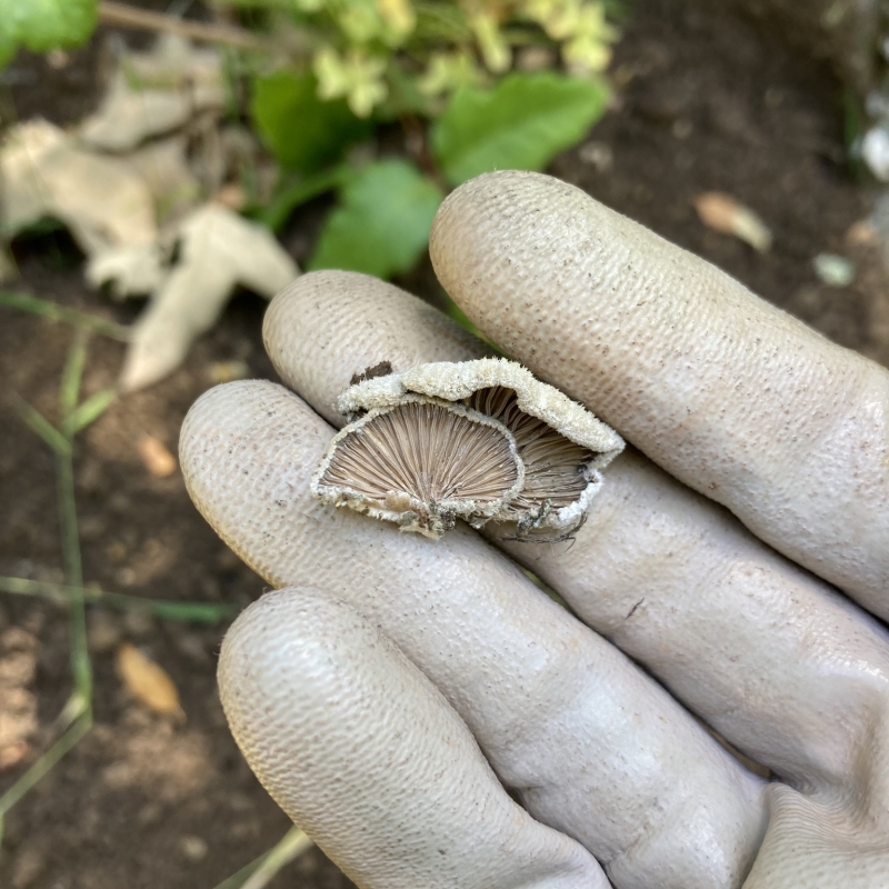 A gray-gloved hand holding two small gilled gray mushrooms with no stalks. 