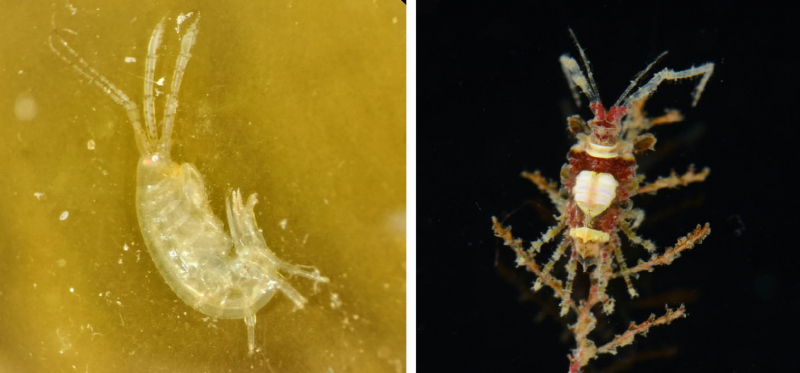 Two photos of amphipods, one very transparent and the other quite jazzy-looking