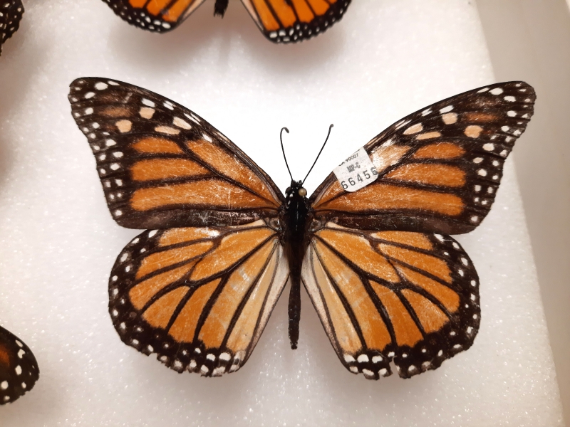 A pinned butterfly specimen with a tiny numbered tag on one of its wings