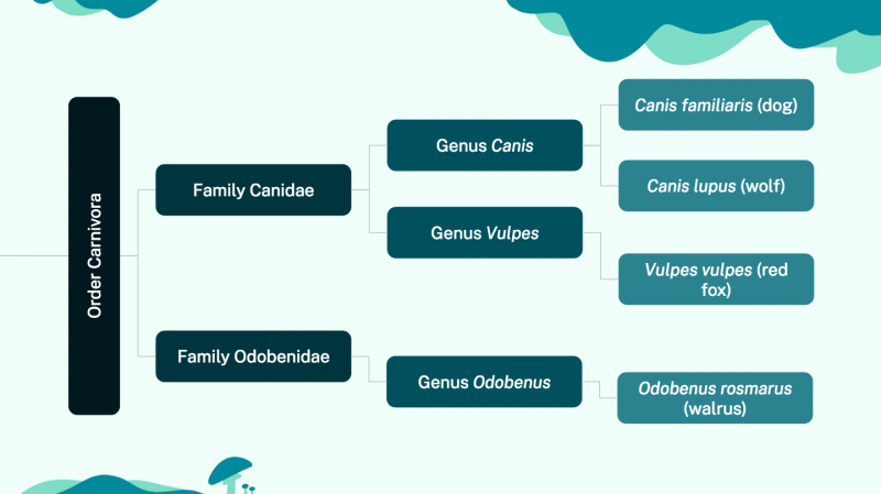 A graphic of a taxonomic chart, designed like a family tree. On the left of the image is a vertical box with the text “Order Carnivora”. The box has two branches, the bottom reading “Family Odobenidae” and the top reading “Family Canidae”. “Family Odobenidae” has one branch that reads “Genus Odobenus”. “Genus Odobenus” has one branch that reads “Odobenus rosmarus (walrus)”. “Family Canidae” has two branches, the bottom reading “Genus Vulpes” and the top reading “Genus Canis”. “Genus Vulpes” has one branch that reads “Vulpes vulpes (red fox)”. “Genus Canis” has two branches, the top reading “Canis familiaris (dog)” and the bottom reading “Canis lupus (wolf)”. The background is a light blue, with darker turquoise and cyan wavy designs and a small drawing of a mushroom in the corner.