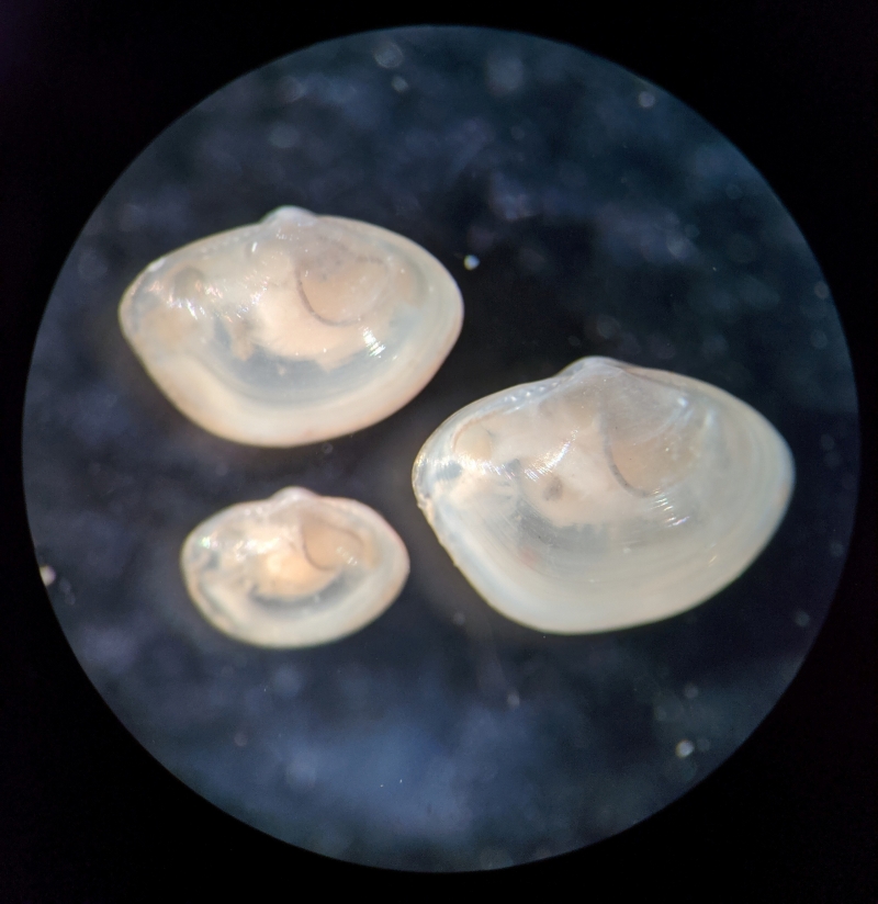 Three clams of varying size, slightly fuzzy under a microscope. They have a ghostly appearance because you can partly see through their shells.