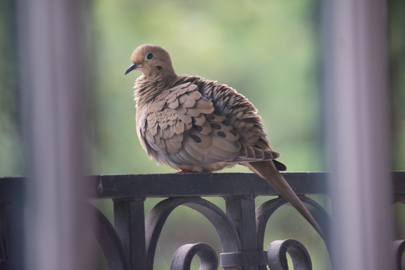 A buff-colored bird with black spots has all its feathers ruffled to stay warm. It's perched on a decorative wrought-iron railing