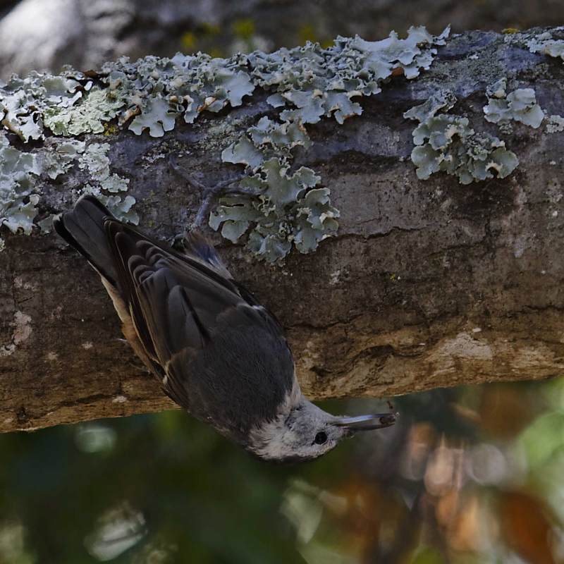 A gray bird with a pale gray face perched upside down on a lichen-covered tree branch, with a seed in its mouth
