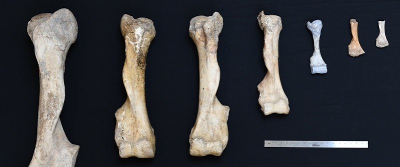 Bones arraged by sizes