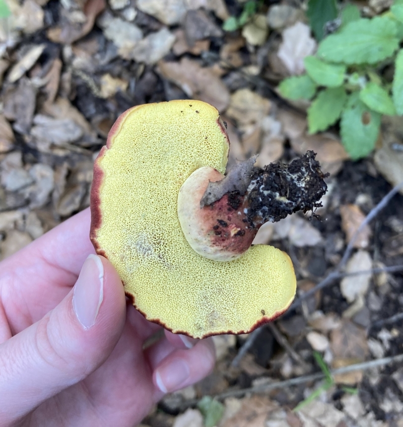 A photo of a hand holding a misshapen mushroom with a yellow pore surface and red edges over a leaf-littered forest floor. Small pieces of mycelium and soil cling to a short stalk. 